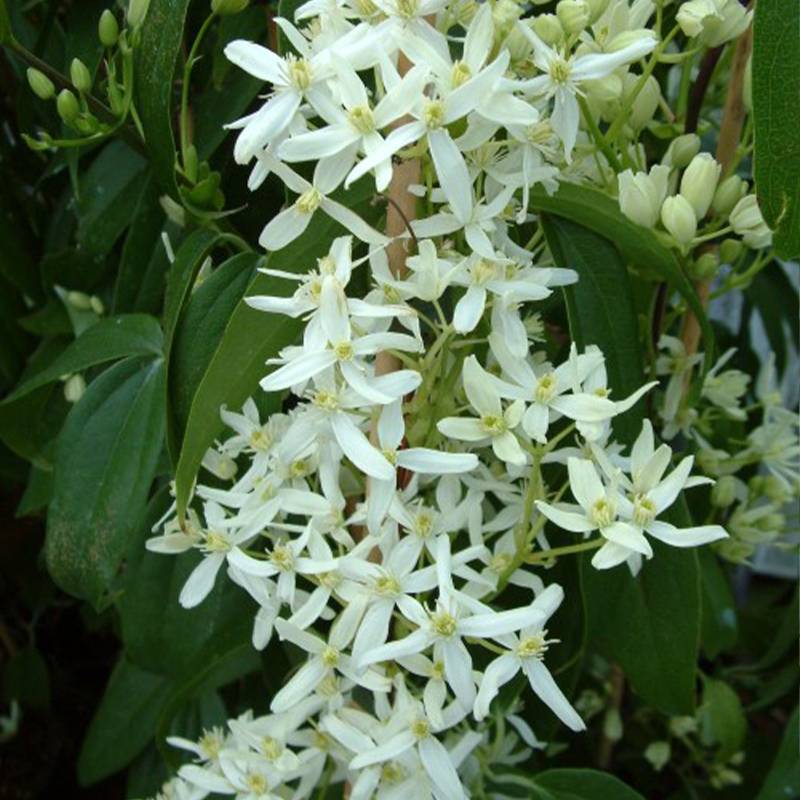 Clématite - Clematis armandii Little White Charm Pot de 2L/3L