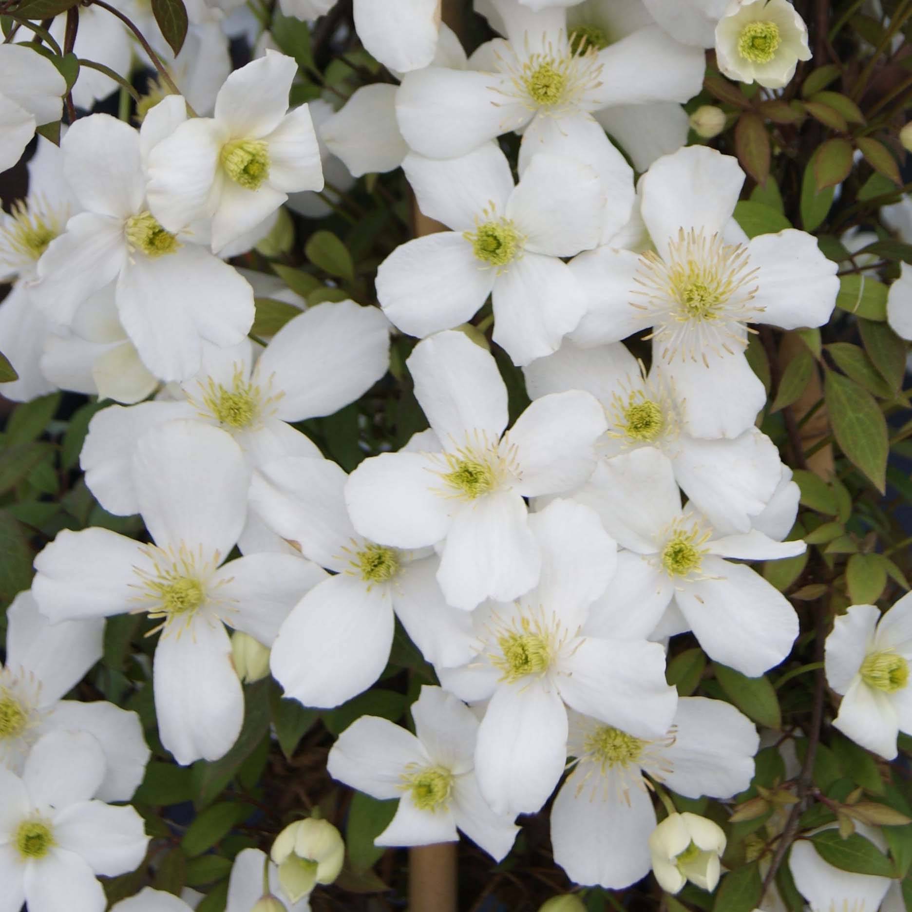 Clématite - Clematis montana Spring Joy Pot de 2L/3L