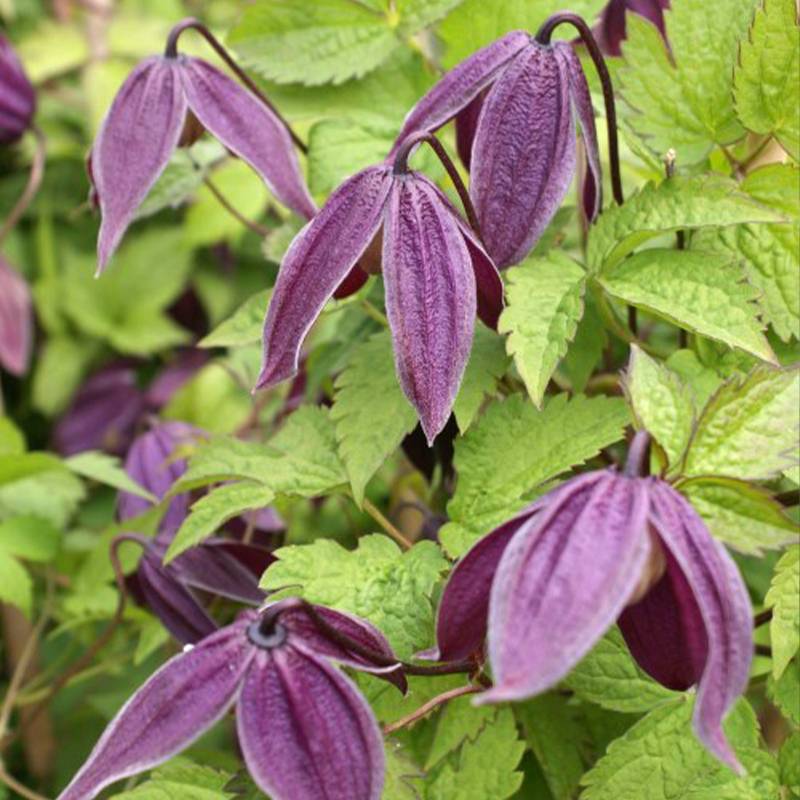 Clématite - Clematis Brunette Pot de 2L/3L