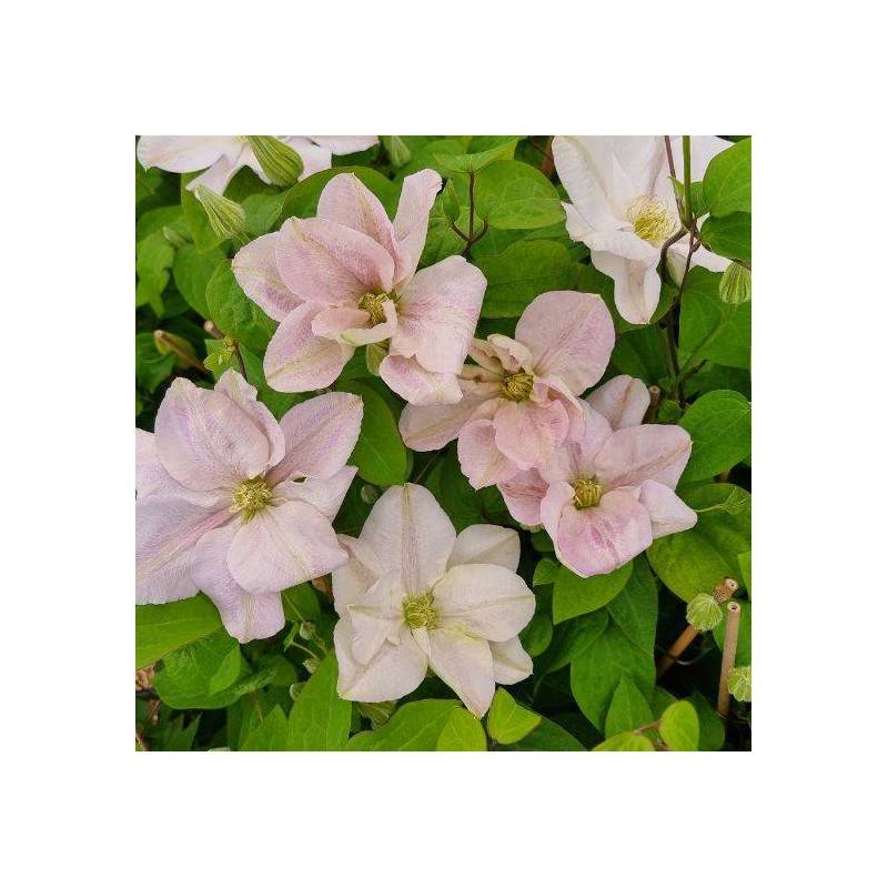 Clématite Innocent blush ® à fleurs Rose - feuillage Caduc - - hauteur à maturité De 2,50 m à 3,00 m