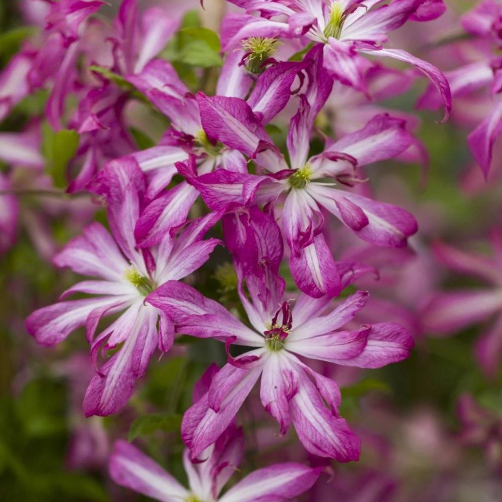 Clématite viticella Glorious® Surprise 'Zo24010' à fleurs Violette - feuillage Caduc - Pot de 2L - Tuteur bambou 60/90 cm- hauteur à maturité De 1,50