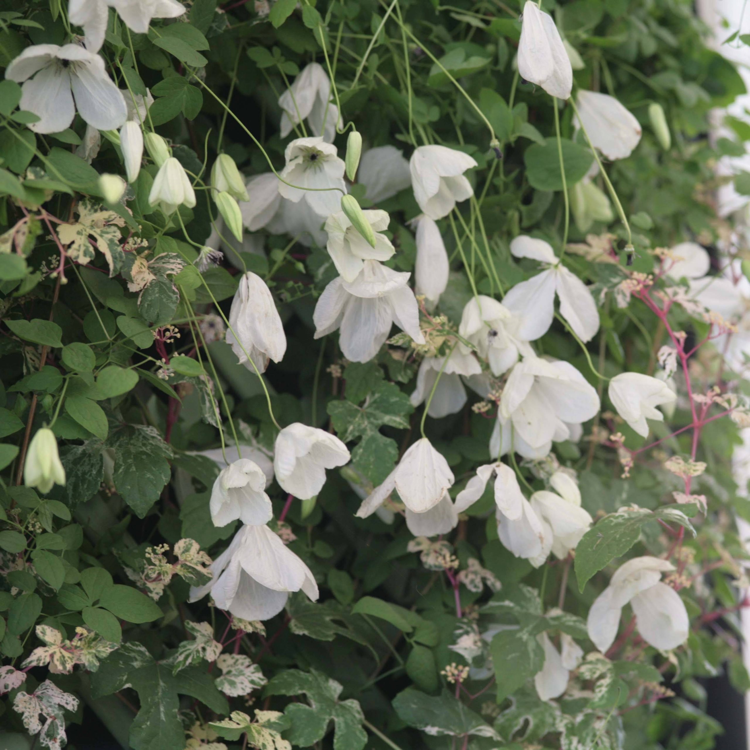 Clématite - Clematis viticella Maria Cornelia Pot de 2L/3L