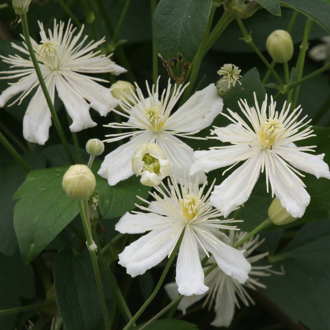 Clématite - Clematis mandshurica Pot de 2L/3L