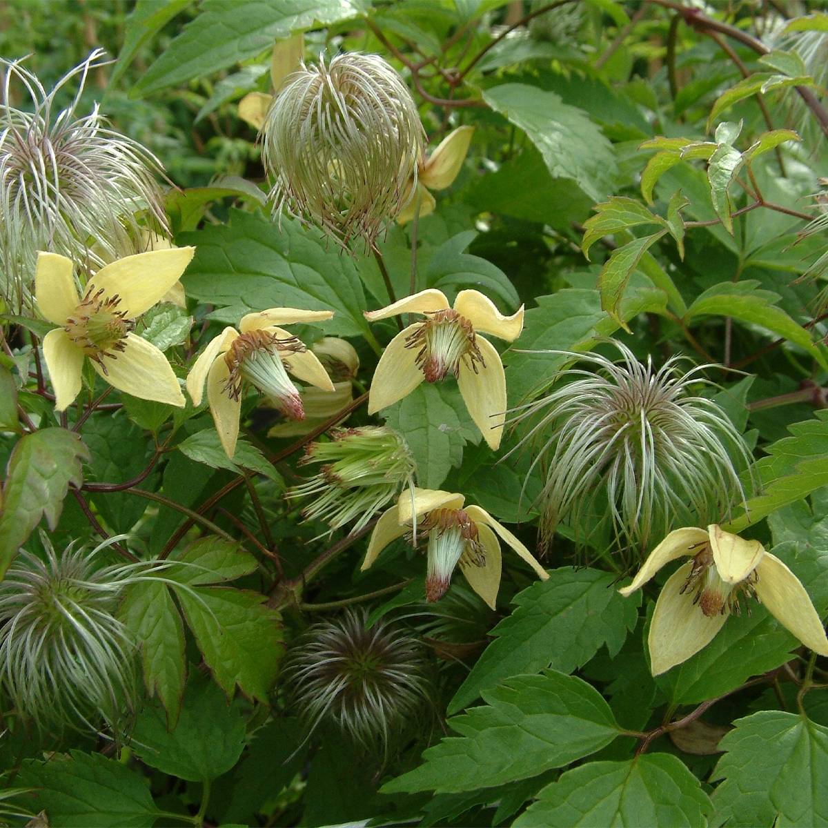 Clématite - Clematis serratifolia Pot de 1,5L/2L