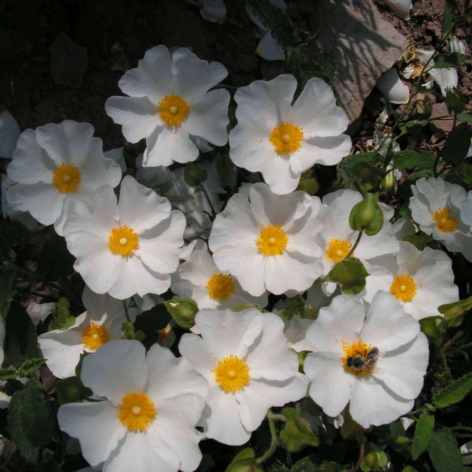 Cistus corbariensis - Ciste des Corbières Pot de 2L/3L