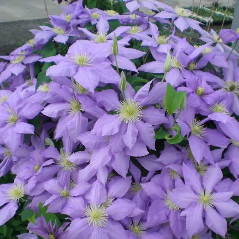 Clématite Cezanne™ 'Evipo023' à fleurs Bleue - feuillage Caduc - Pot de 3L - Echelle bambou 60/120 cm- hauteur à maturité De 1,00 m à 1,50 m