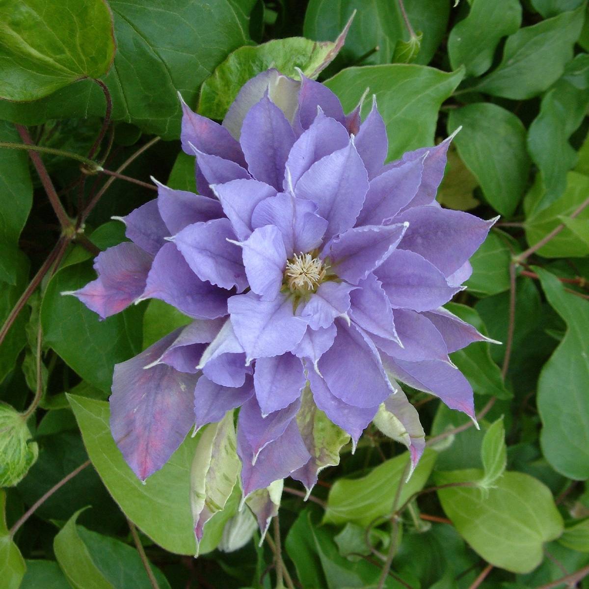 Clématite - Clematis Yvette Houry Pot de 1,5L/2L