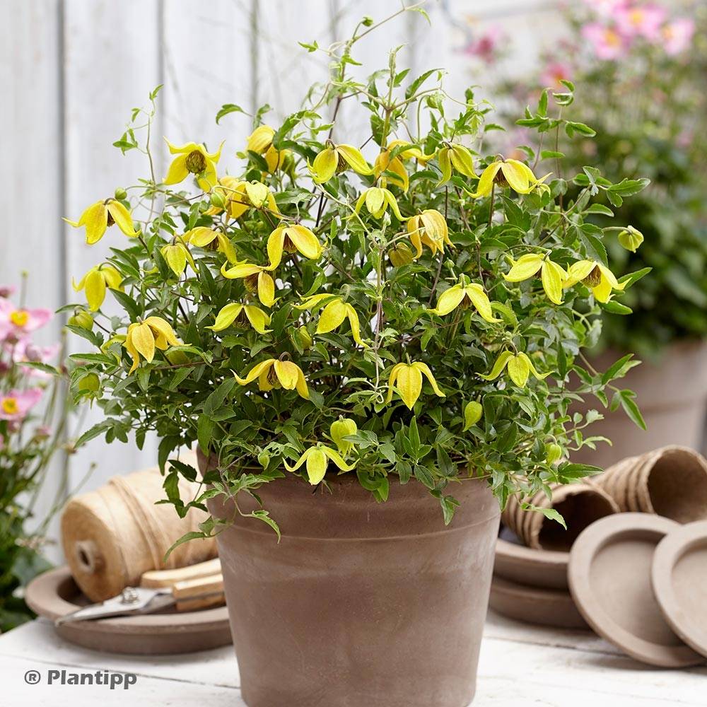 Clématite - Clematis tangutica Little Lemons Pot de 2L/3L