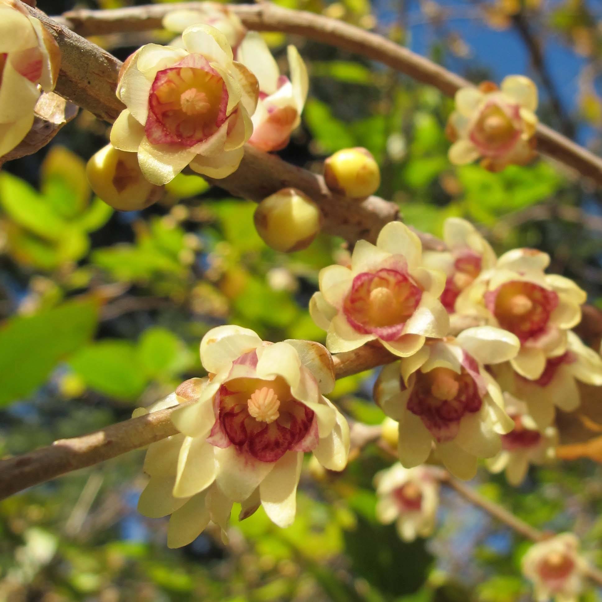 Chimonanthus praecox - Chimonanthe précoce Pot de 7,5L/10L