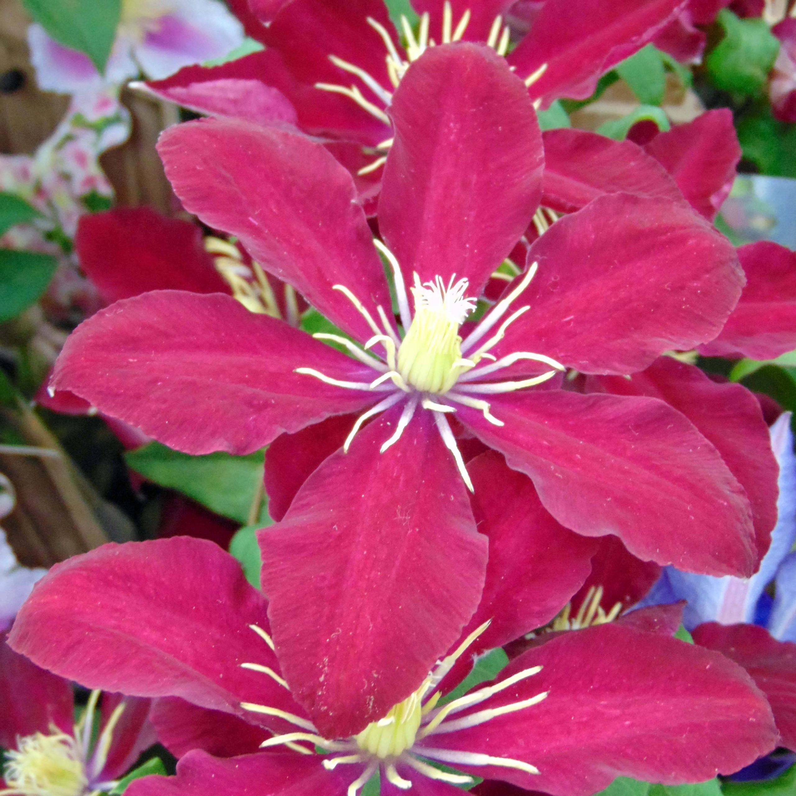 Clématite - Clematis Niobe Godet de 8/9 cm