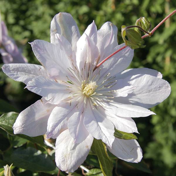 Clématite - Clematis Violet Elisabeth Pot de 2L/3L