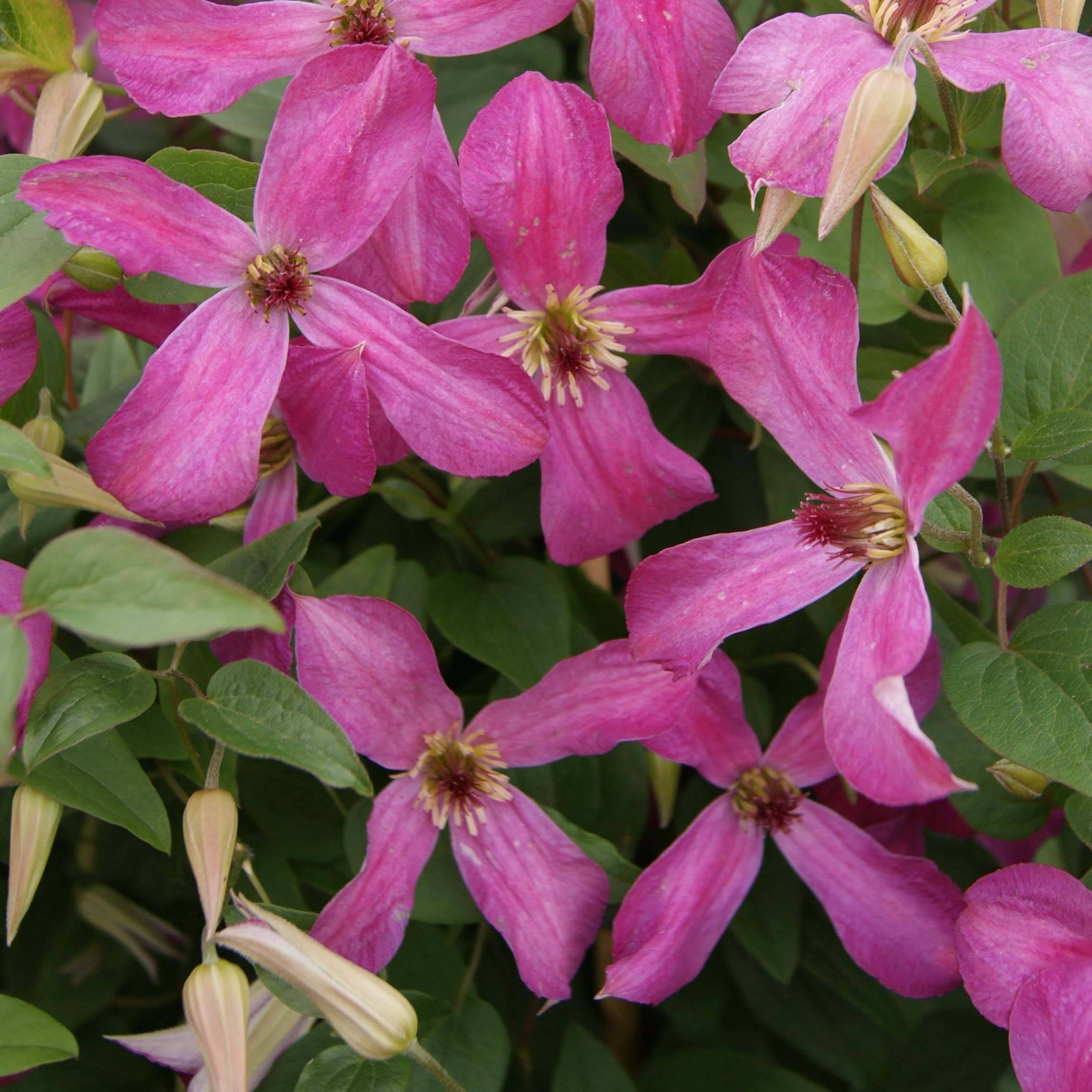 Clématite - Clematis Wonderful Pot de 2L/3L
