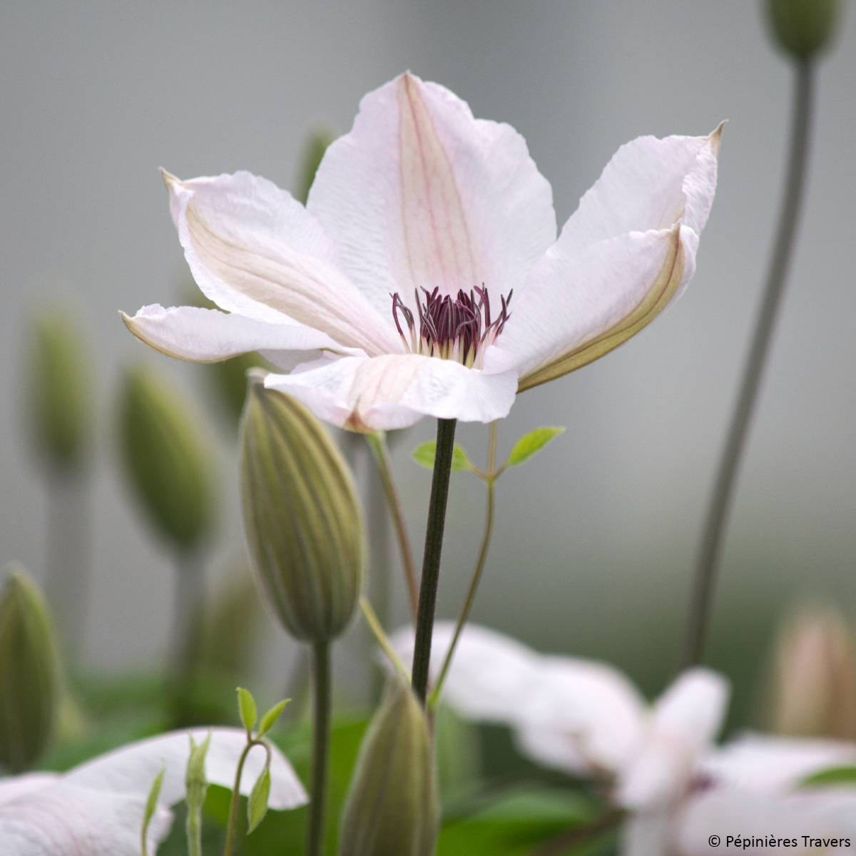 Clématite - Clematis John Paul II (Jean Paul II) Pot de 2L/3L