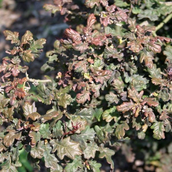 Chêne pédonculé pourpre – Quercus robur Atropurpurea Pot de 4L/5L Chêne pédonculé pourpre – Quercus robur Atropurpurea Pot de 4L/5L