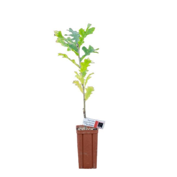 Chêne cerris de 2 ans – Pépinière de Puymège – Plant truffier mycorhizé à la truffe du Périgord – Tuber mélanosporum Chêne cerris de 2 ans – Pépinière de Puymège – Plant truffier mycorhizé à la truffe du Périgord – Tuber mélanosporum