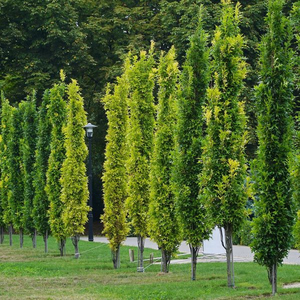 Chêne des marais – Quercus palustris Green Pillar Pot de 4L/5L