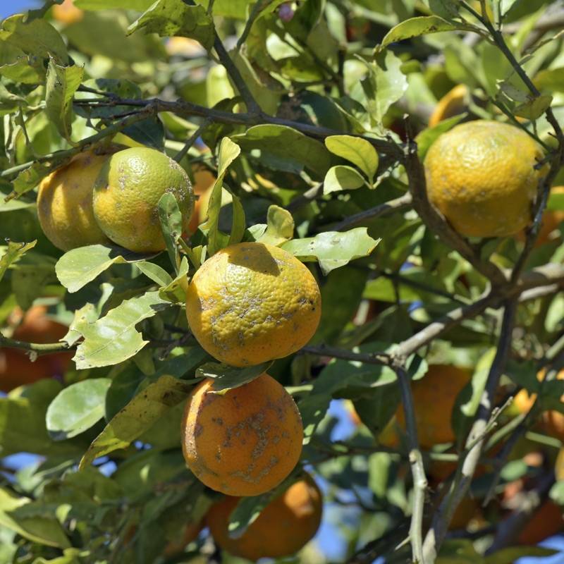 Citron rouge - Citrus Volkameriana ou Rangpur Pot de 4L/5L, 1/4 de tige