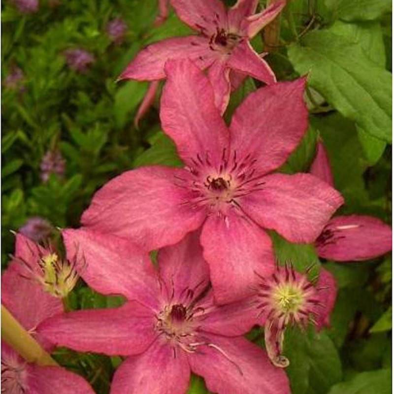 Clématite Barbara à fleurs Rose - feuillage Caduc - Pot de 3L - Echelle bambou 60/120 cm- hauteur à maturité De 2,00 m à 2,50 m