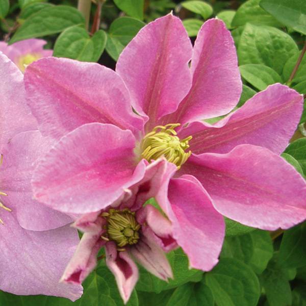 Clématite - Clematis Hanagurama Pot de 2L/3L