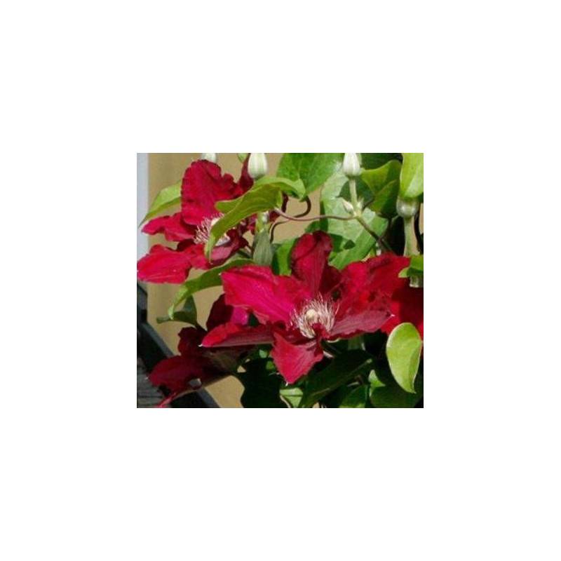 Clématite Jie™ 'Evipo084' à fleurs Rouge - feuillage Caduc - Pot de 1,5L - Tuteur bambou 30/60 cm- hauteur à maturité De 0,50 m à 1,00 m