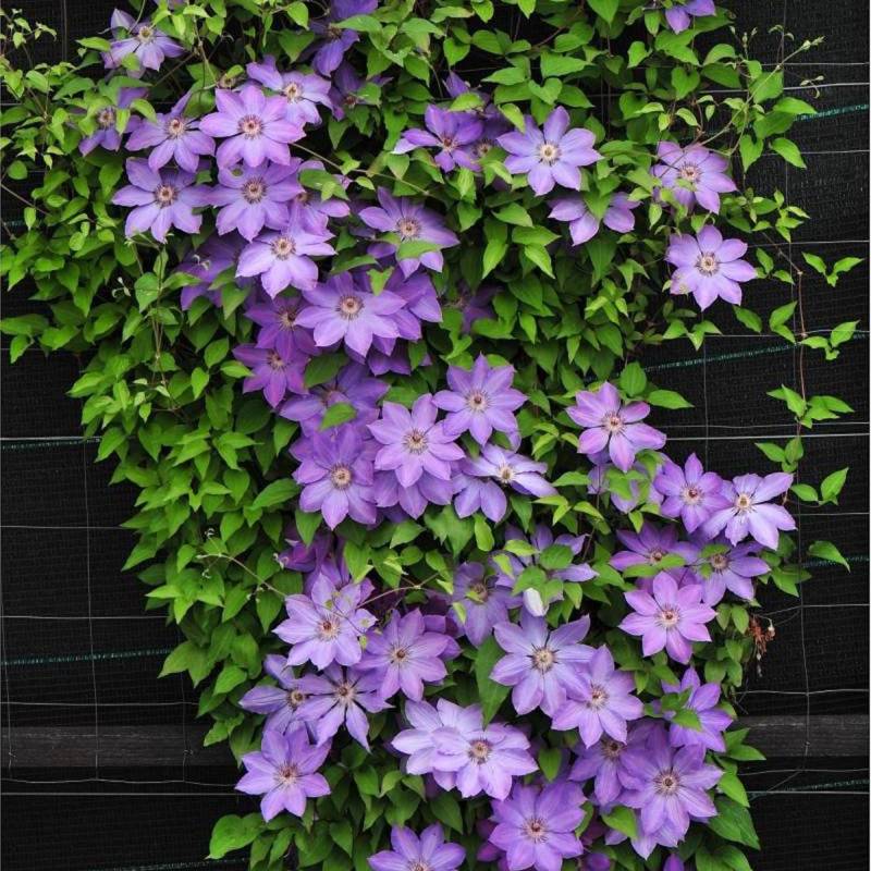 Clématite Baltyk à fleurs Bleue - feuillage Caduc - Pot de 3L - Echelle bambou 60/120 cm- hauteur à maturité De 2,00 m à 2,50 m