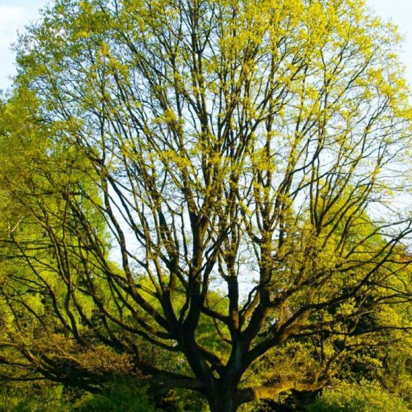 Chêne sessile (Quercus petraea) – Godet – Taille 20/40cm – Pépinières Naudet Chêne sessile (Quercus petraea) – Godet – Taille 20/40cm – Pépinières Naudet