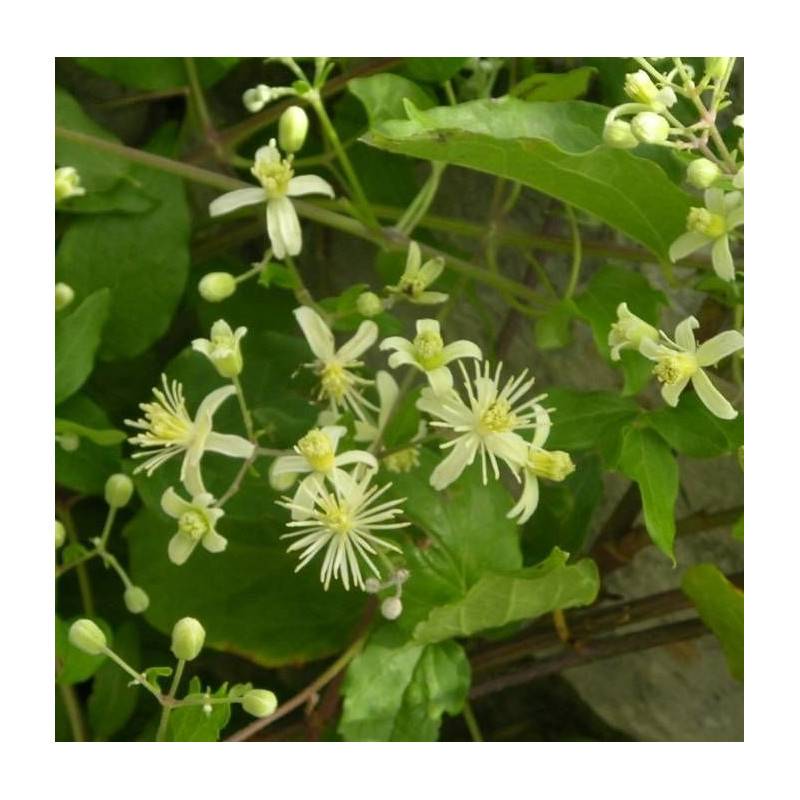 Clématite terniflora à fleurs Blanche - feuillage Caduc - Pot de 1,5L - Tuteur bambou 30/60 cm- hauteur à maturité De 5,00 m à 10,00 m