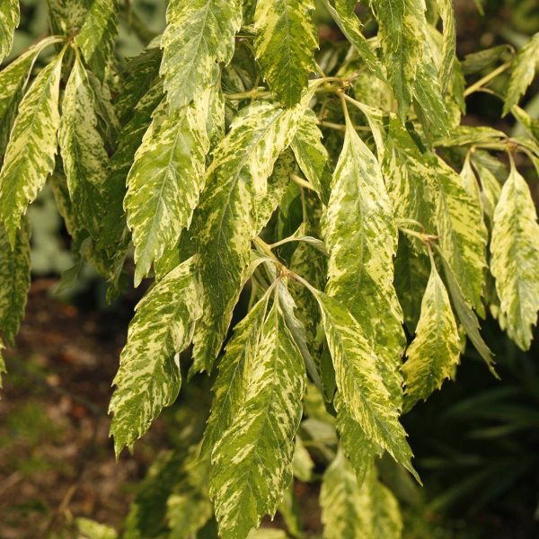 Chêne denté – Quercus serrata Ishii Pot de 7,5L/10L Chêne denté – Quercus serrata Ishii Pot de 7,5L/10L