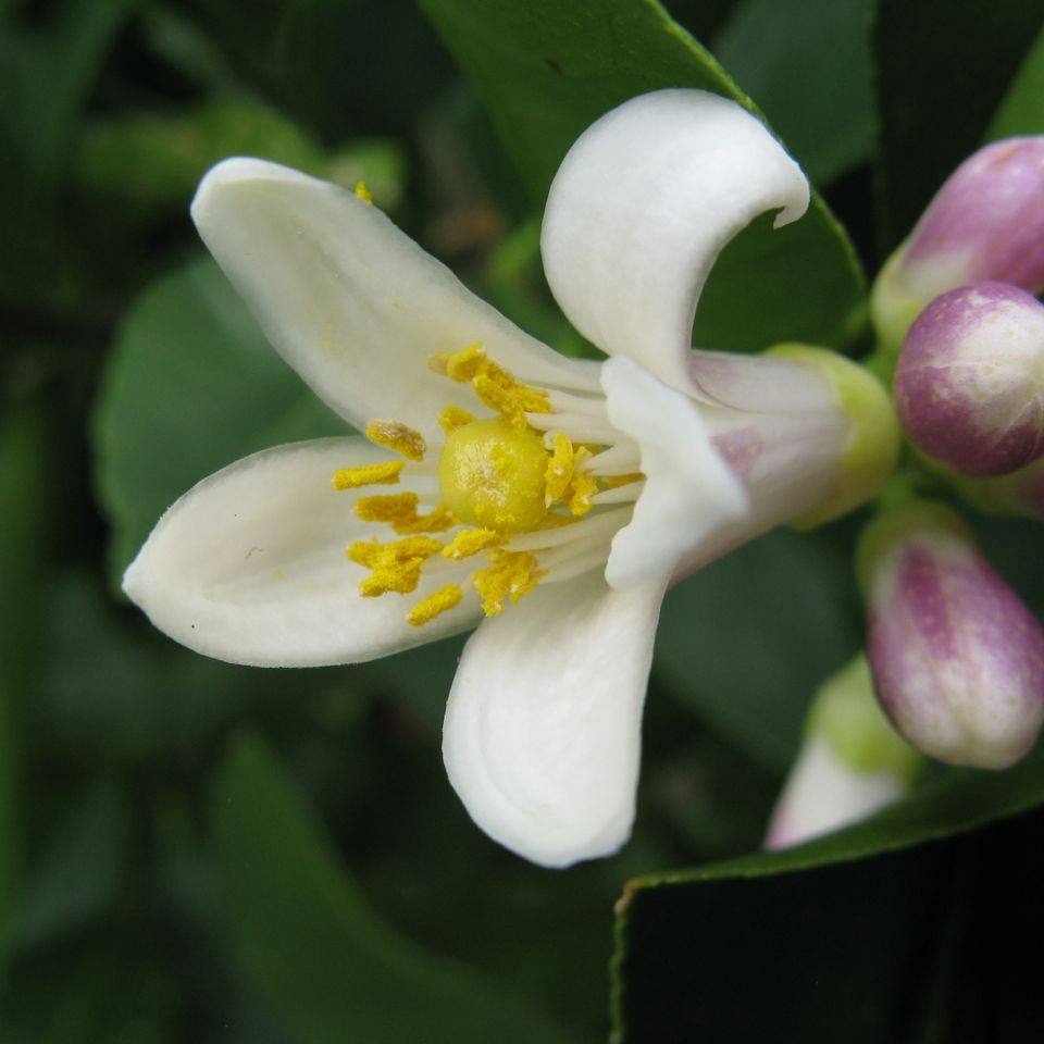 Citronnier Meyer - Citrus x meyeri Pot de 4L/5L, 1/4 de tige