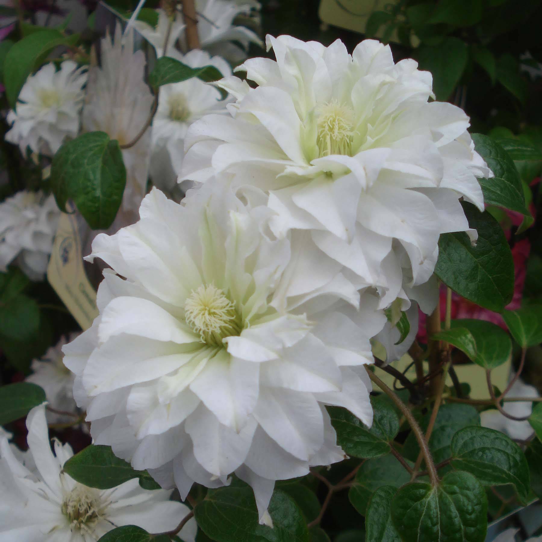 Clématite - Clematis Maria Skłodowska Curie Pot de 2L/3L