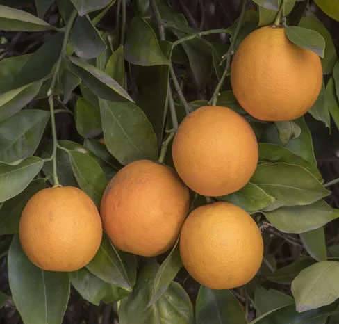 Citrus sinensis var. Salustiana (oranger excellent jus) Pot de 9 litres -140/160 cm