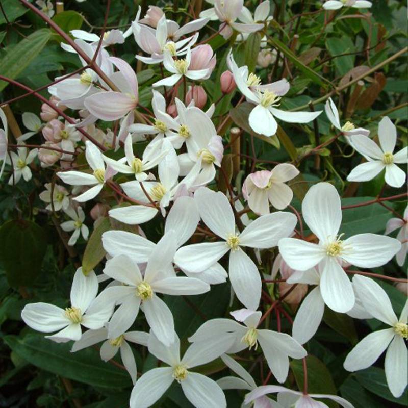 Clematis armandii Apple Blossom - clématite du père Armand Pot de 2L/3L