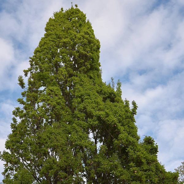 Chêne pédonculé – Quercus robur Fastigiata Pot de 4L/5L Chêne pédonculé – Quercus robur Fastigiata Pot de 4L/5L
