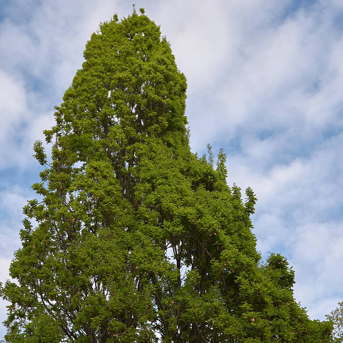 Chêne pédonculé - Quercus robur Fastigiata Pot de 4L/5L