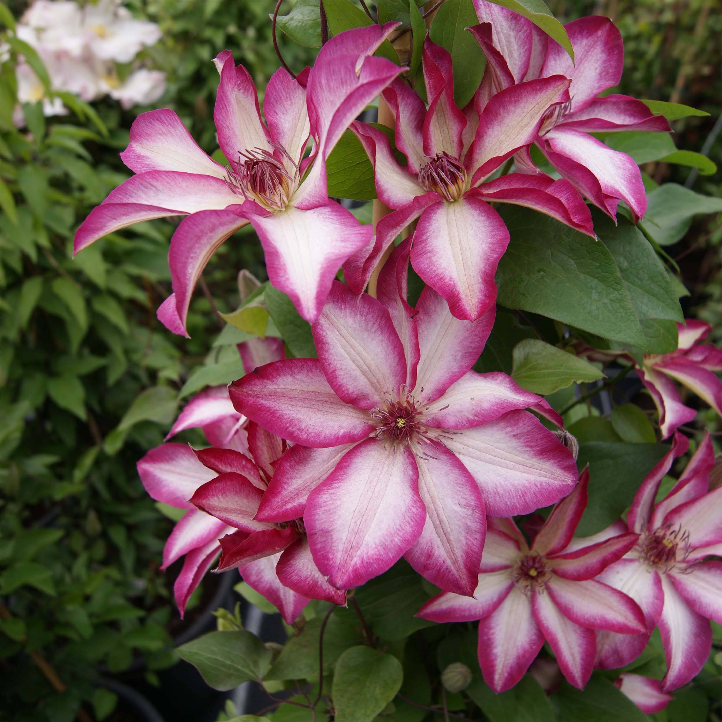 Clématite - Clematis Picotee Pot de 2L/3L
