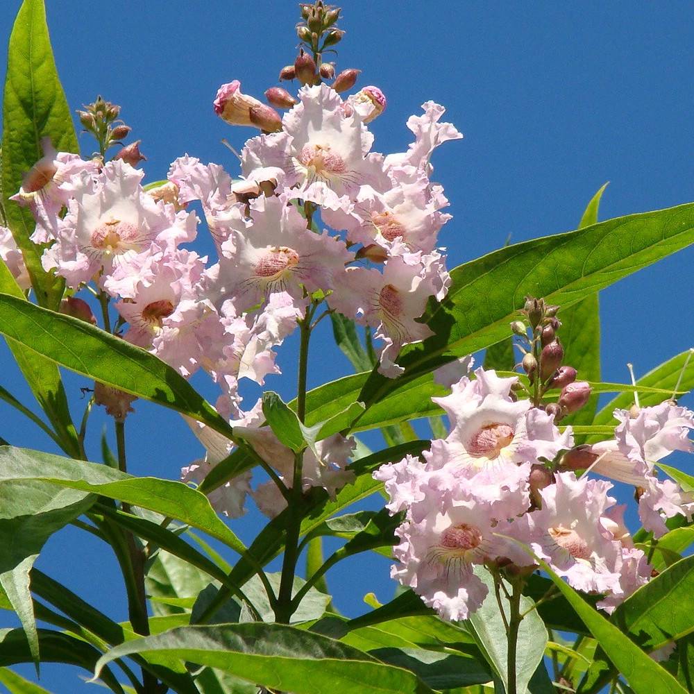 Chitalpa Summer Bells® 'Minsum' à fleurs Rose - feuillage Caduc - Pot de 15L - Baliveau- hauteur à maturité De 5,00 m à 10,00 m