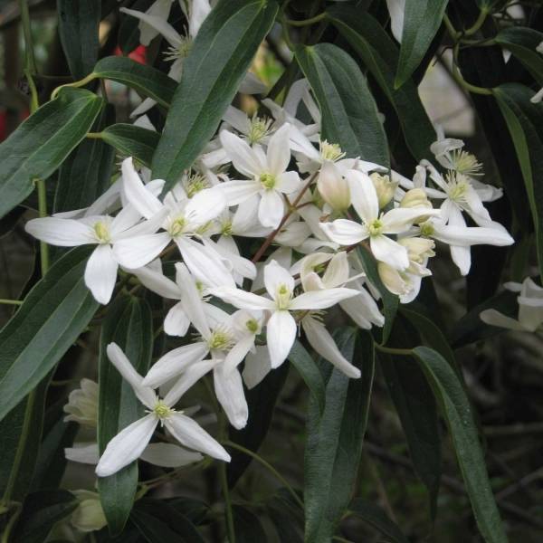 Clématite - Clematis armandii Godet de 8/9 cm