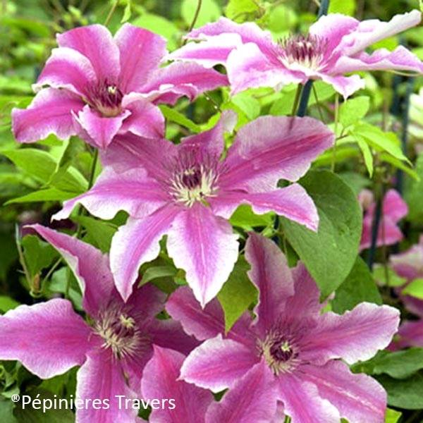 Clématite - Clematis Carnaby Pot de 1,5L/2L
