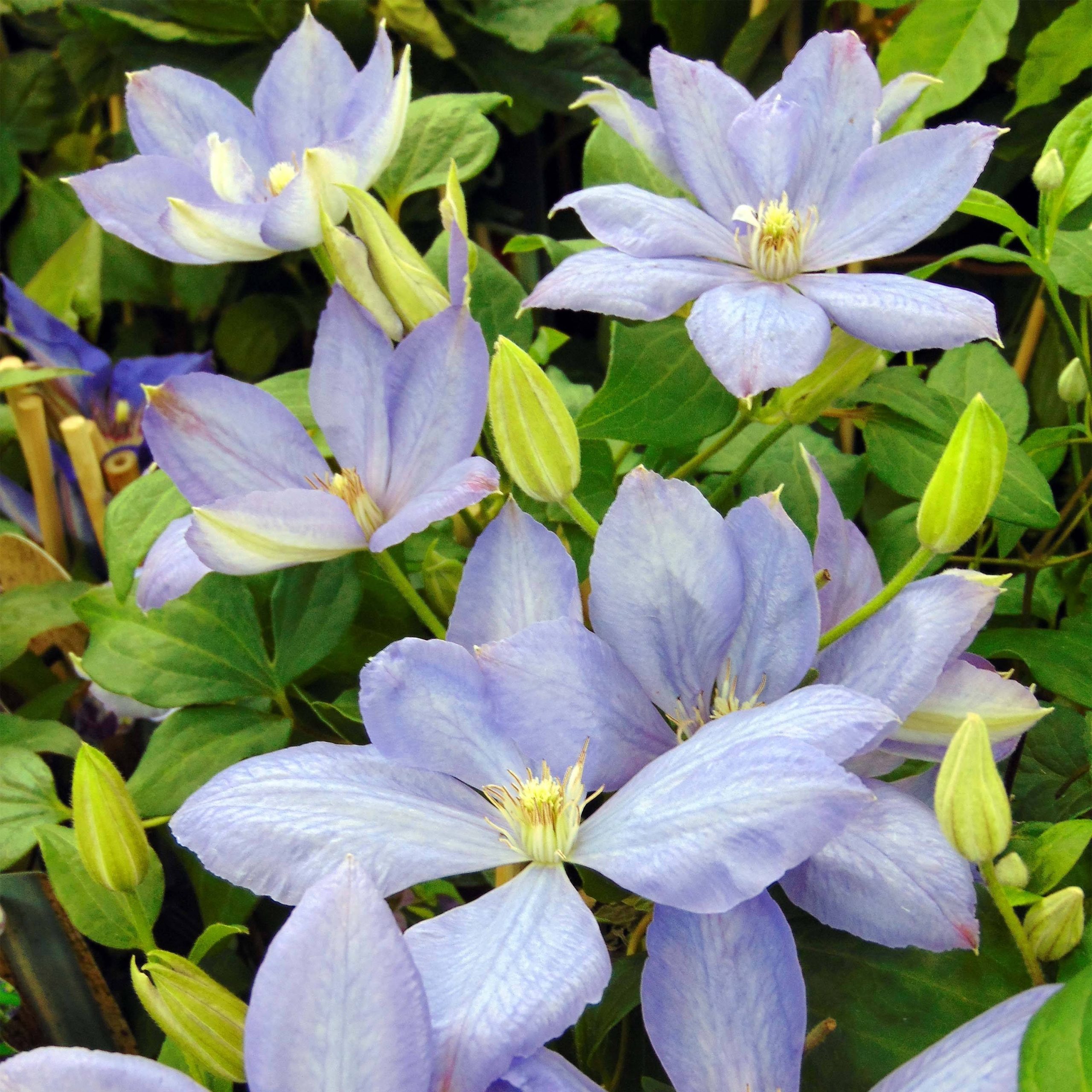 Clématite - Clematis Mrs Cholmondeley Pot de 1,5L/2L