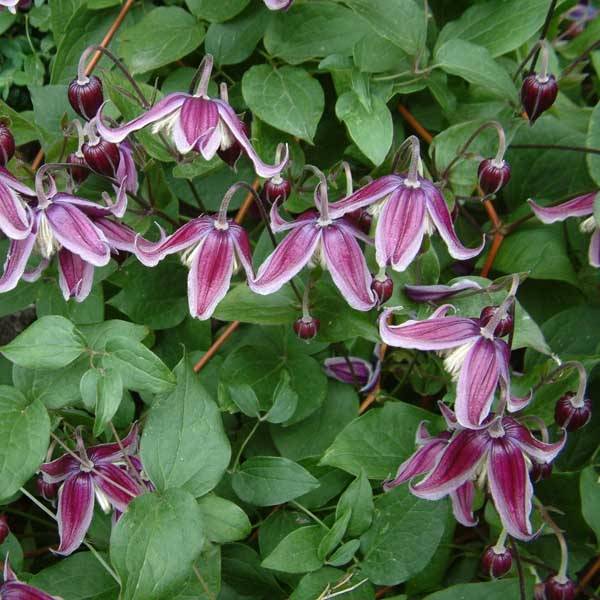 Clématite - Clematis Jan Fopman Pot de 2L/3L