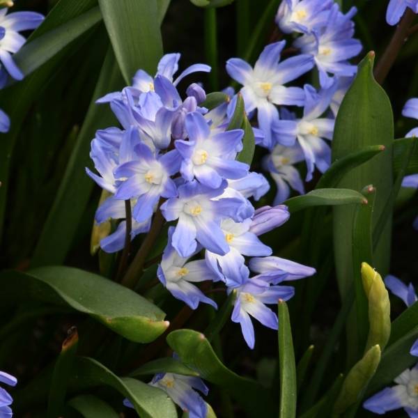 Chionodoxa forbesii Blue Giant Bulbe calibre 5+ (par 5)