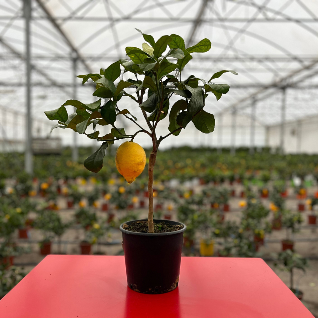 Citronnier des 4 saisons - Pot de 1.5 litres, hauteur 10/30 cm