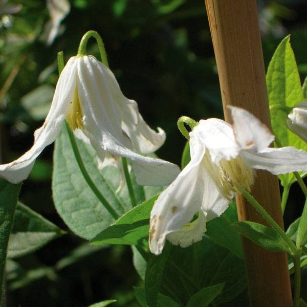 Clématite - Clematis integrifolia Alba Pot de 2L/3L