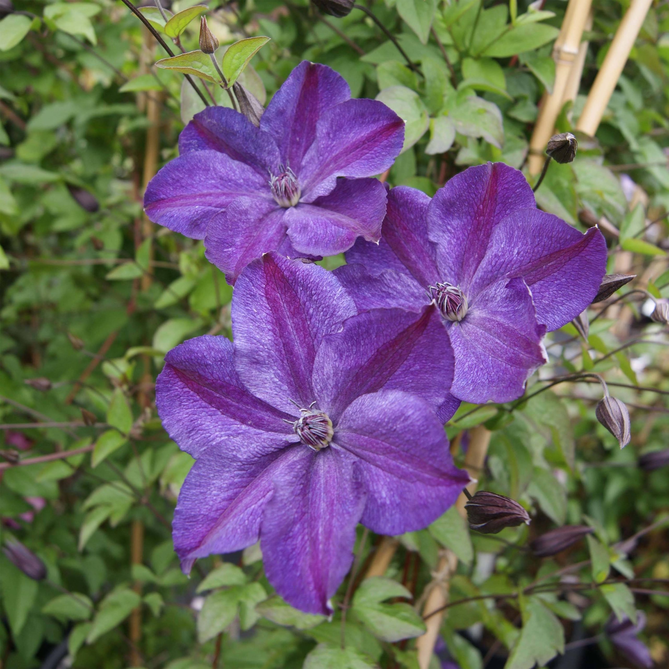 Clématite - Clematis Supernight Pot de 2L/3L