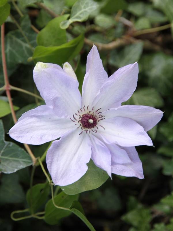 Clématite - Clematis Ivan Olsson Pot de 2L/3L