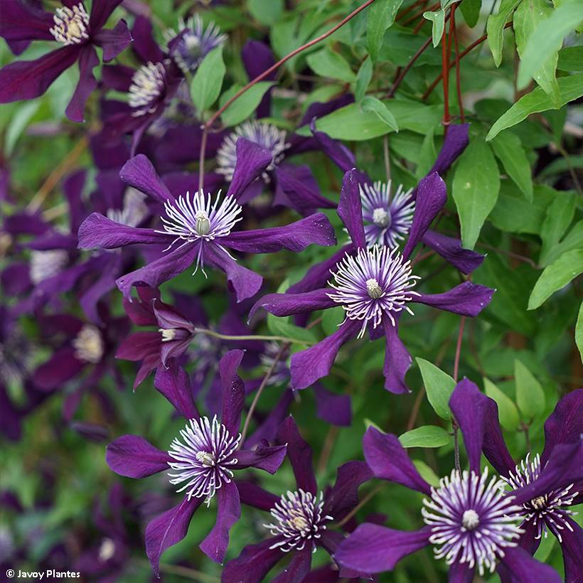 Clématite - Clematis viticella Panther Pot de 2L/3L