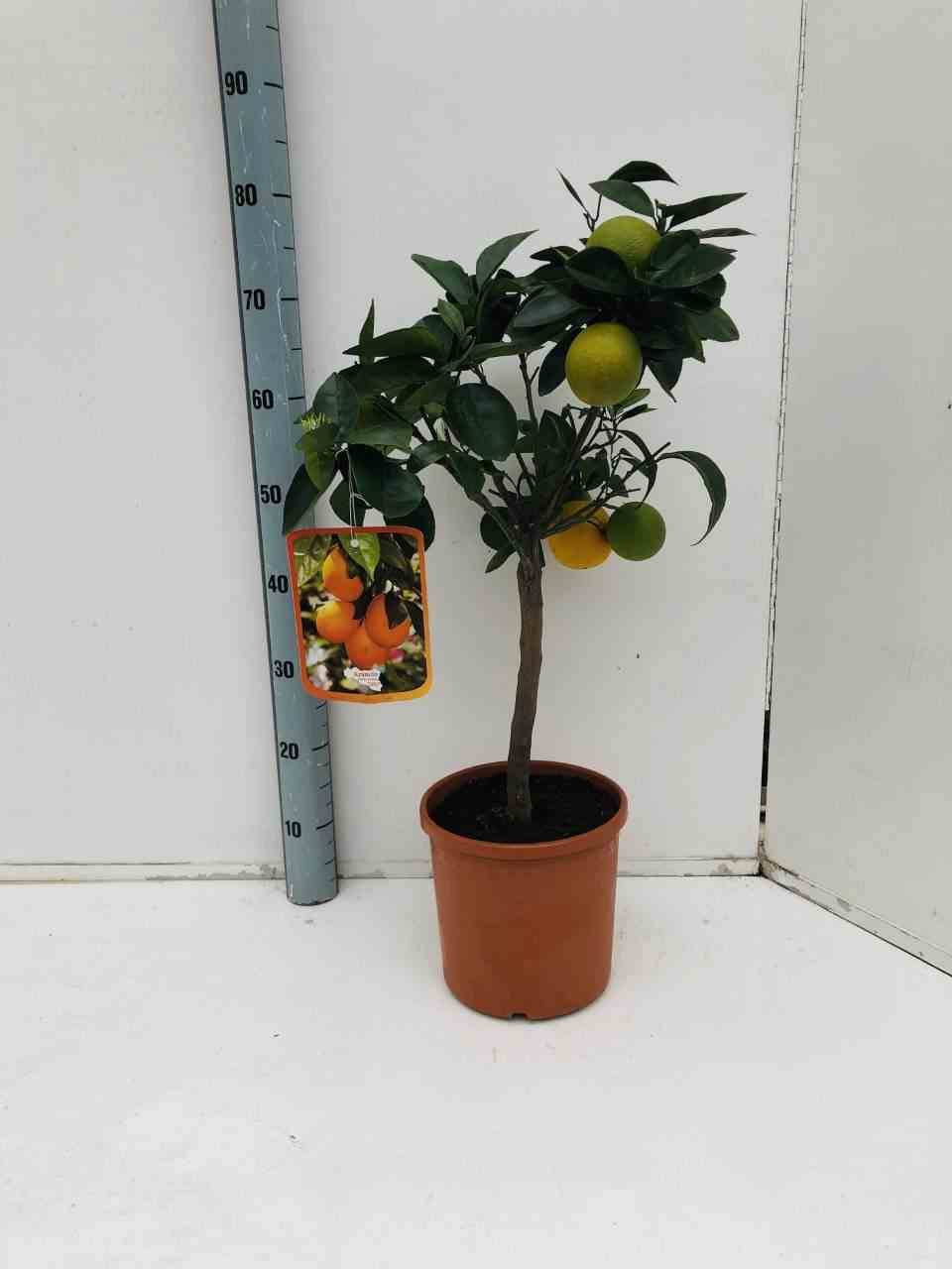 Citrus sinensis ADULTE (oranger) Couleur floraison:Blanc - Taille:Pot 130L - 150/175cm - Péri 40/50