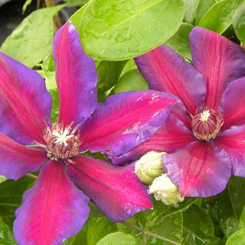 Clématite Mrs N. Thompson à fleurs Rose - feuillage Caduc - Pot de 3L - Echelle bambou 60/120 cm- hauteur à maturité De 2,50 m à 3,00 m