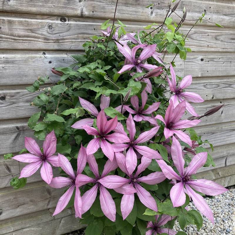 Clématite Princesse Arabelle® 'CERpara' à fleurs Rose - feuillage Caduc - Pot de 3L - Echelle bambou 60/120 cm- hauteur à maturité De 1,00 m à 1,50 m