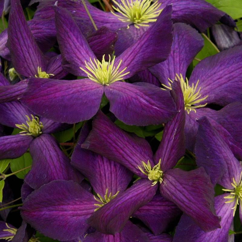 Clématite jackmanii Jackmanii Purpurea® 'Zojapur' à fleurs Violette - feuillage Caduc - Godet - 5/20 cm- hauteur à maturité De 5,00 m à 10,00 m